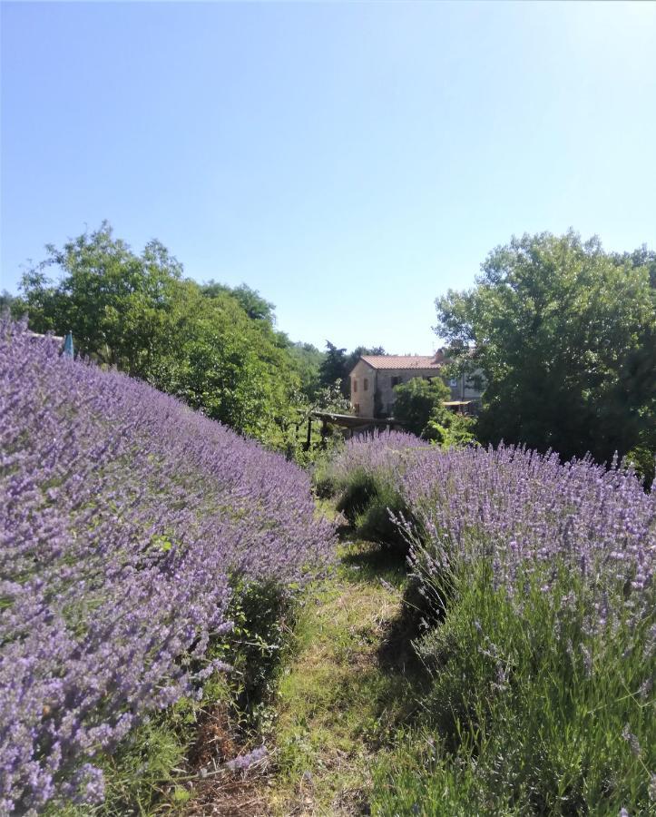 Le Ginestre Apartments Assisi Eksteriør bilde
