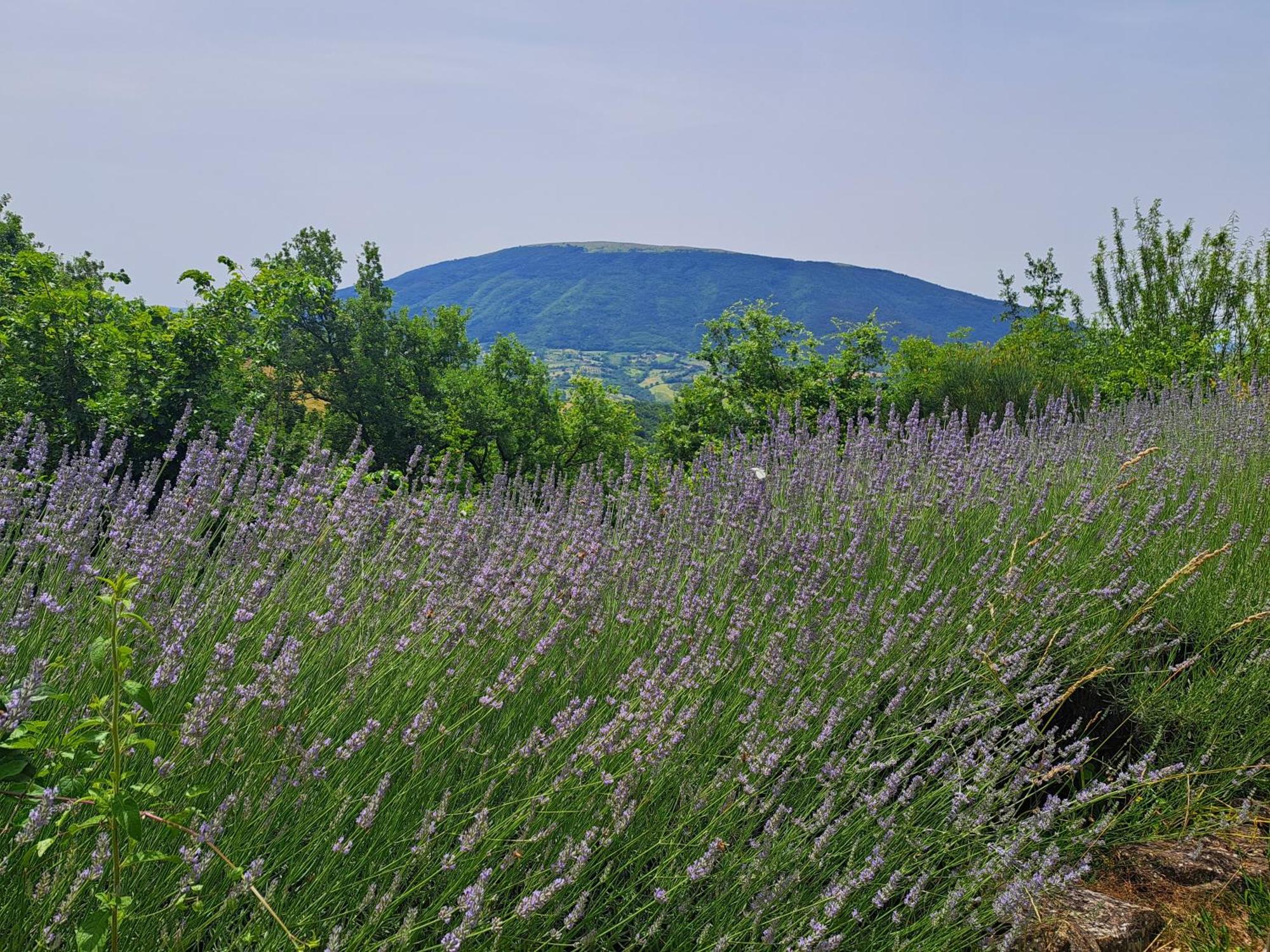 Le Ginestre Apartments Assisi Eksteriør bilde