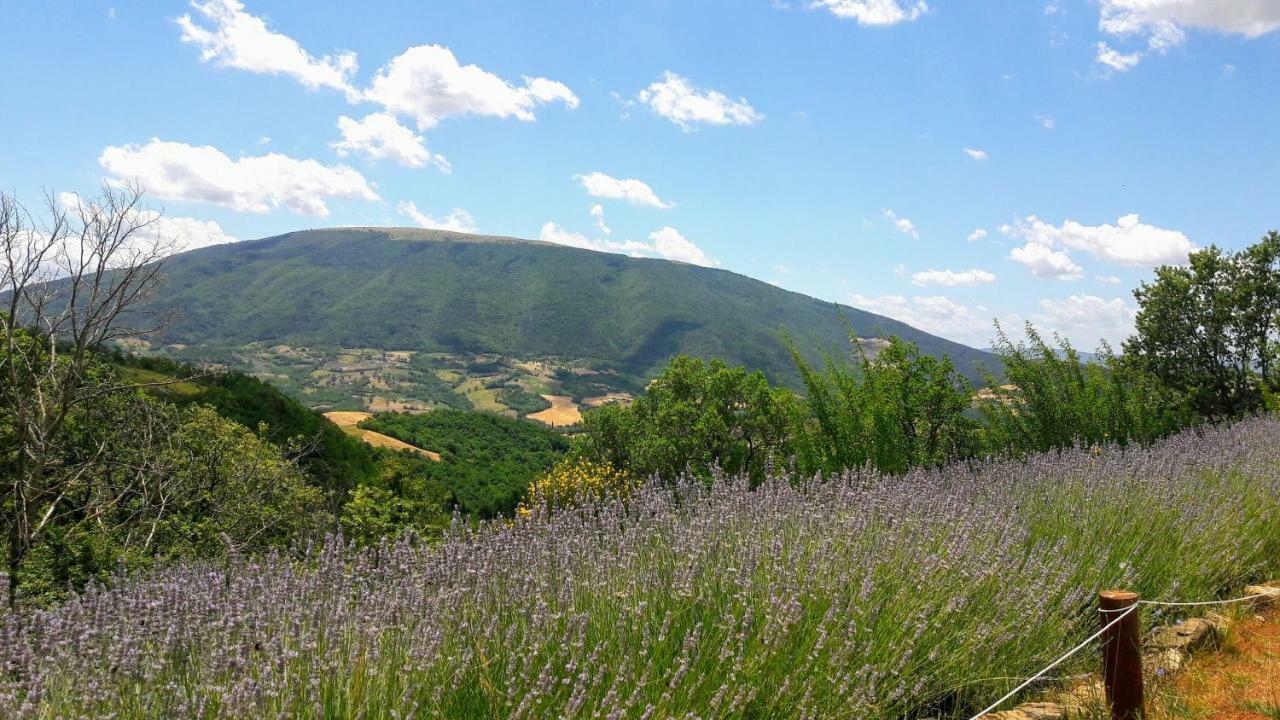 Le Ginestre Apartments Assisi Eksteriør bilde
