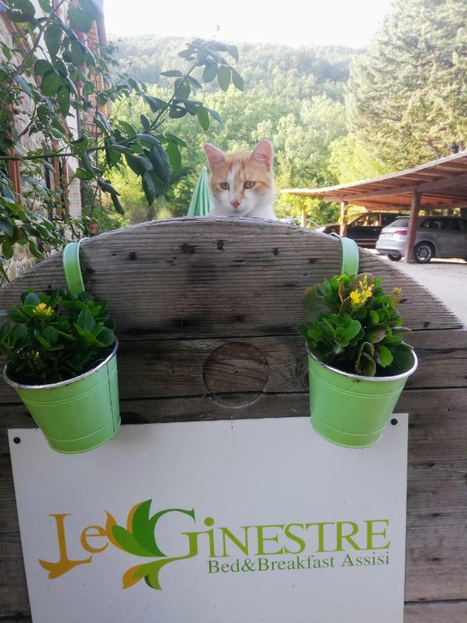 Le Ginestre Apartments Assisi Eksteriør bilde